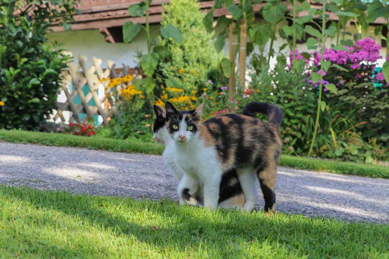 Ferienbauernhof Leogang Sommer 3941