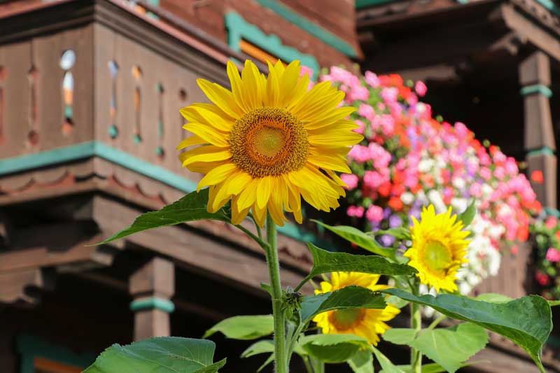 Ferienbauernhof Leogang Sommer 3950